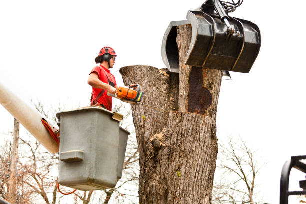  , USA Tree Services Pros